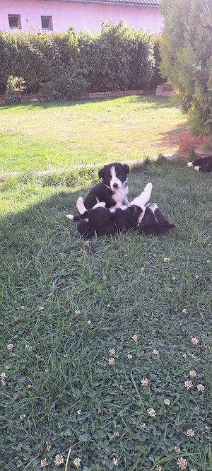Vind cățeii Border Collie 