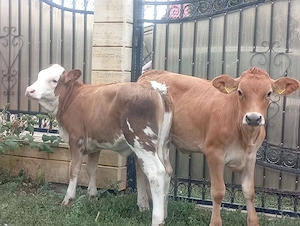 Doua vitele cu vârsta de 3 luni  - imagine 2