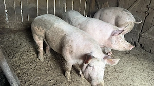 Porci de vânzare 