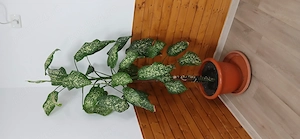 Vind plante ornamentale