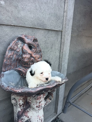 bichon havanez fetiță  - imagine 3