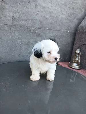 bichon havanez fetiță  - imagine 2