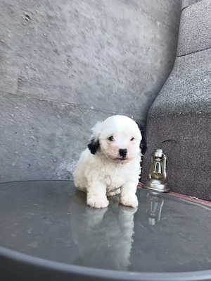 bichon havanez fetiță 