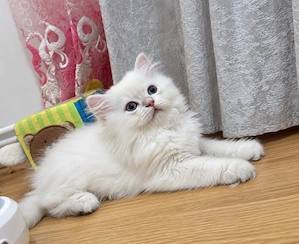 Fetița British Longhair cu pedigree - imagine 2