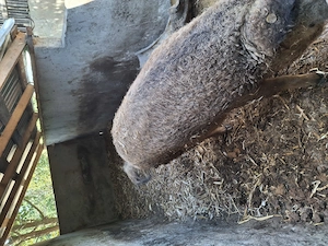 Vând porci mangalita 