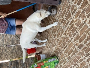 Ofert caine in adoptie