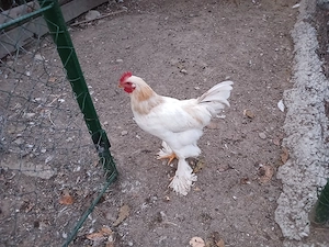 Cocosi rasa mixta de vanzare