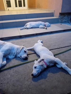 Cateluse Golden Retriever - imagine 5