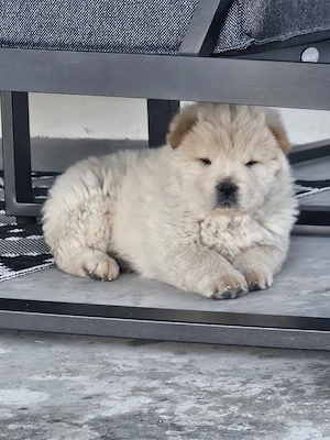 chow chow 