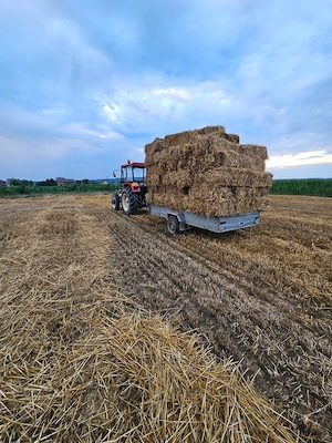 Vând grâu la 1.5 lei și ovăz la 2 lei kg 