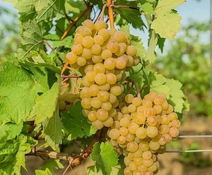 Struguri de vanzare