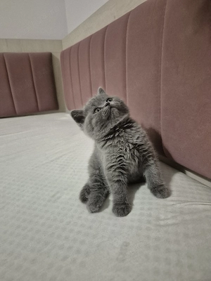 vand pui British Shorthair  - imagine 3