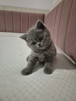 vand pui British Shorthair  - imagine 5