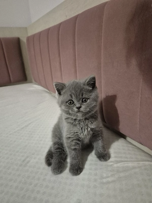 vand pui British Shorthair  - imagine 4