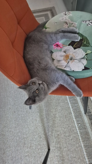 vand pui British Shorthair 
