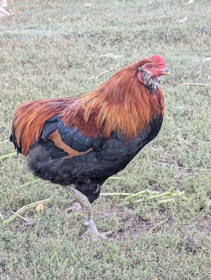 Cocos Araucana