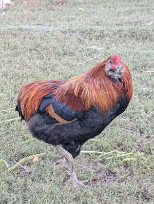 Cocos Araucana - imagine 2