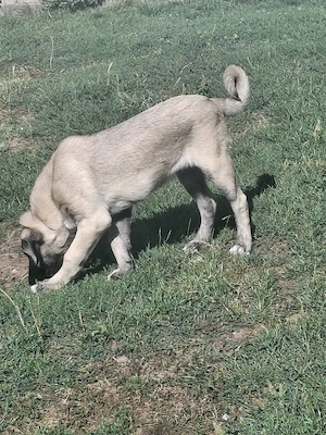 Kangal malakli femelă 4 luni