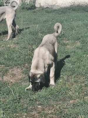 Kangal malakli femelă 4 luni - imagine 2