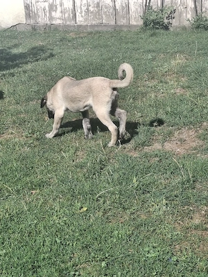 Kangal malakli femelă 4 luni - imagine 5