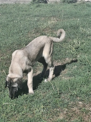 Kangal malakli femelă 4 luni - imagine 3