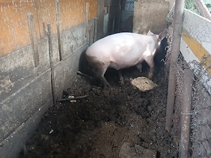 Porc rasa marele alb  - imagine 3