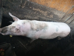 Porc rasa marele alb  - imagine 2