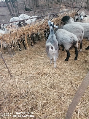 De plecare 3 iedute și 1 ied Mures - imagine 4