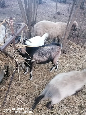 De plecare 3 iedute și 1 ied Mures - imagine 5