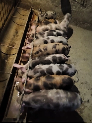 Vând purcei Pietrain