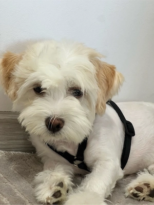 Vând cățel bichon 
