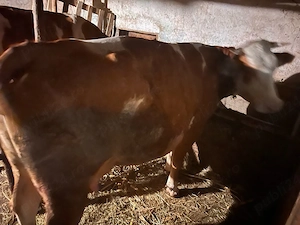 vaca cu vitel 