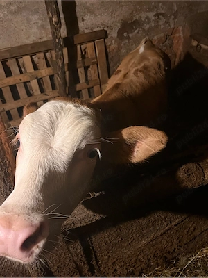 vaca cu vitel  - imagine 5