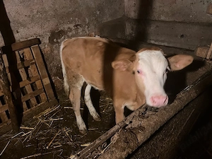 vaca cu vitel  - imagine 2