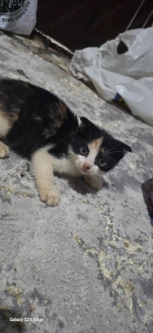 Pisica scottish Fold calico - imagine 2