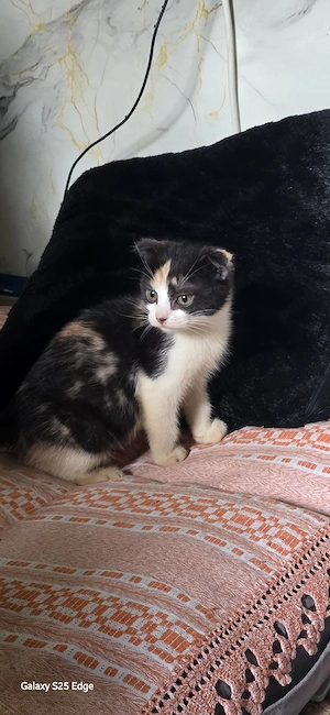 Pisica scottish Fold calico - imagine 3
