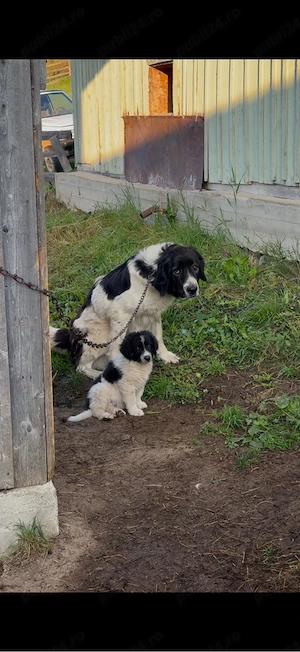 Femela ciobanesc de bucovina  - imagine 2