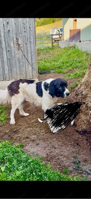 Femela ciobanesc de bucovina 