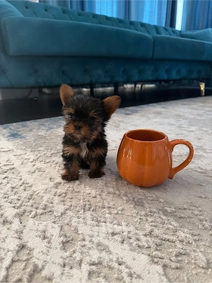 Yorkshire terrier mini toy