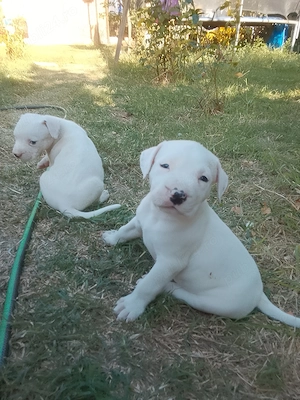 Catei amstaff  - imagine 4