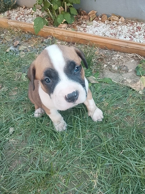 Catei amstaff  - imagine 5
