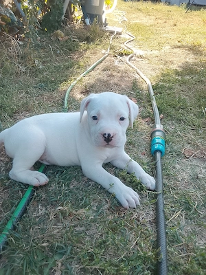 Catei amstaff  - imagine 2