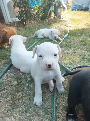Catei amstaff  - imagine 3