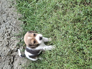 Beagle tricolor de vanzare - imagine 3