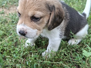 Beagle tricolor de vanzare - imagine 4