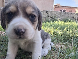 Beagle tricolor de vanzare - imagine 5