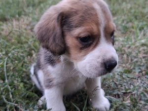 Beagle tricolor de vanzare - imagine 2