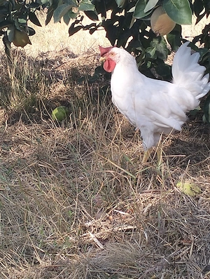 Cocoș și găinușă leghorn - imagine 2