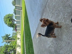 Yorkisre terrier-Femela 4 ani - imagine 2
