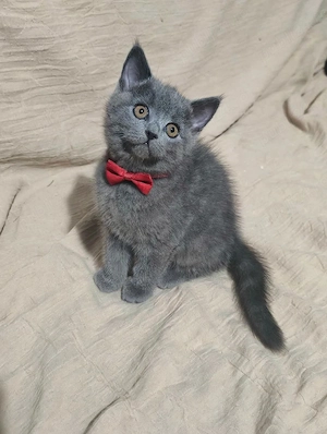 Fetiță british shorthair  - imagine 2